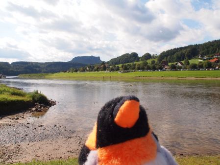 penguin by the river