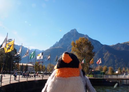 penguin in front of mountain