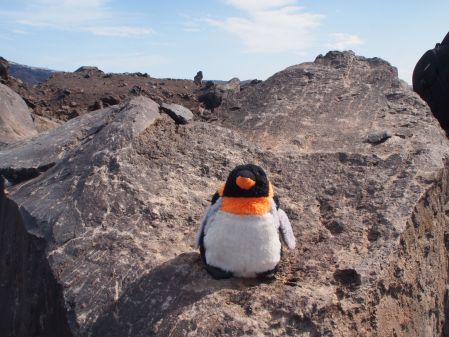 penguin sitting on rock