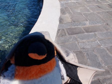 penguin wearing baseball cap