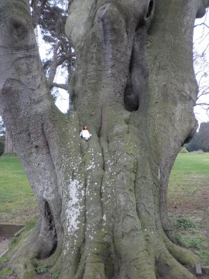 Penguin in a tree
