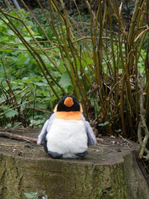 Penguin in the woods