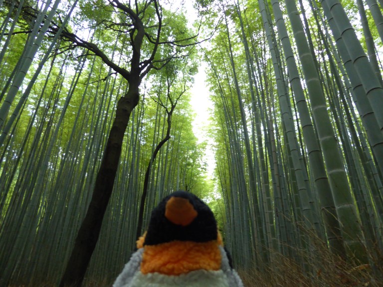 Arashiyama bamboo forest