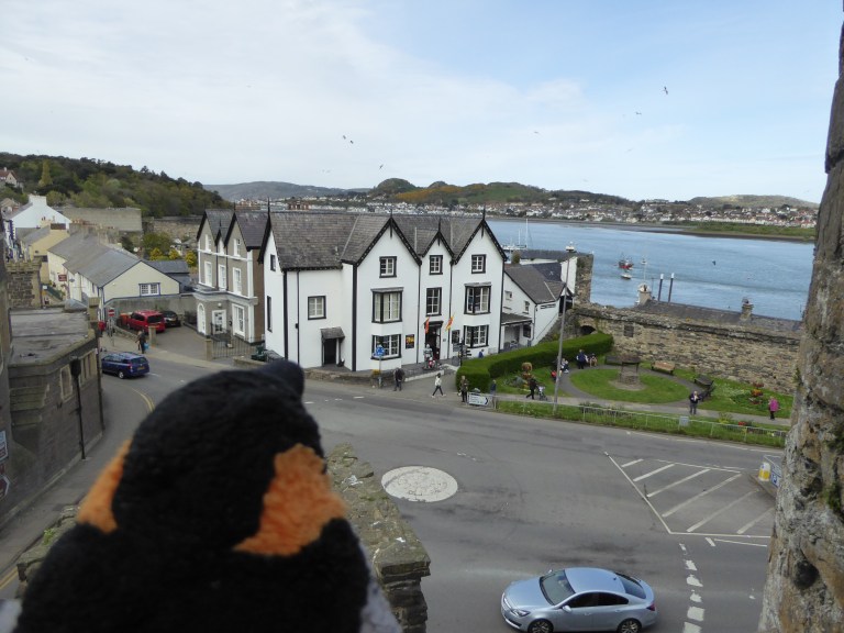 penguin looking out to sea