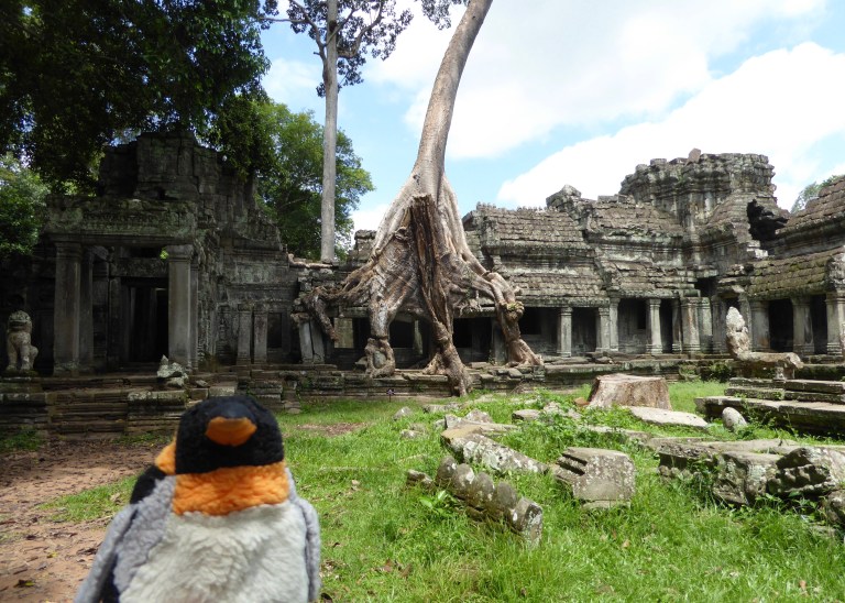 tree growing over temple