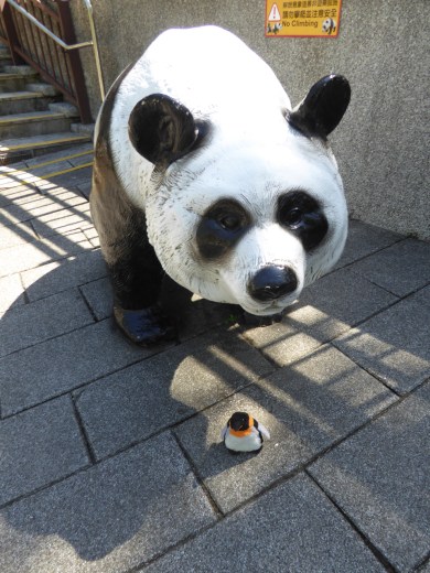 panda